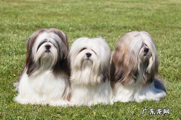 中国十大名狗 中国有哪些名狗