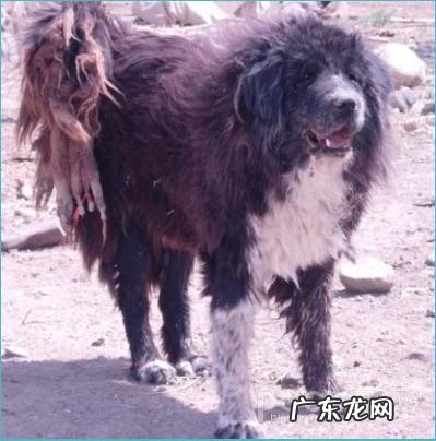 中国十大名狗 中国有哪些名狗