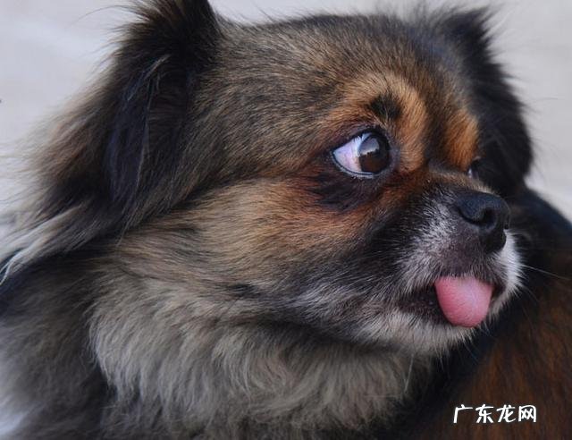 中国十大名狗 中国有哪些名狗