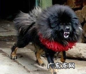 中国十大名狗 中国有哪些名狗