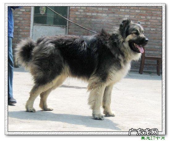 中国十大名狗 中国有哪些名狗