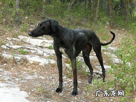 中国十大名狗 中国有哪些名狗