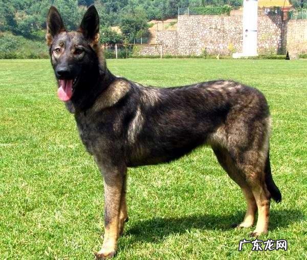 中国十大名狗 中国有哪些名狗