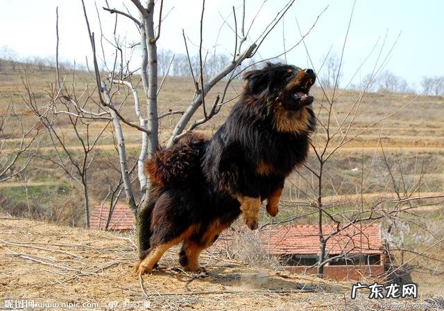 中国十大名狗 中国有哪些名狗