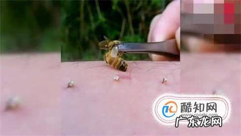 狗被蜜蜂蛰了怎么办