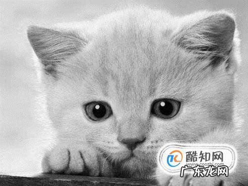 使用猫咪益生菌的五大注意事项