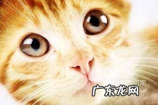 使用猫咪益生菌的五大注意事项