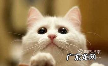 使用猫咪益生菌的五大注意事项
