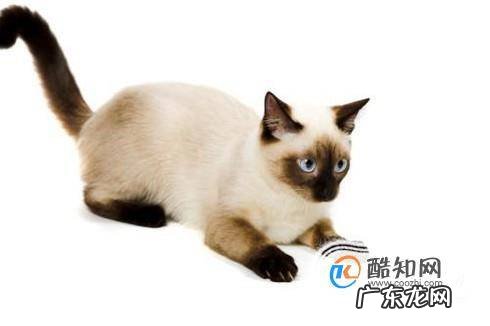 暹罗猫为什么那么便宜