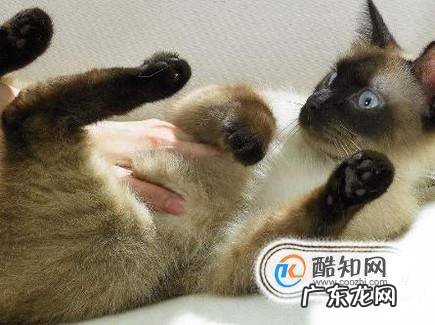 如何跟猫咪玩耍