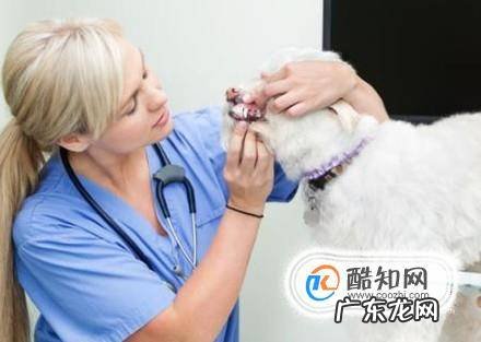 狗一块一块的掉毛怎么办