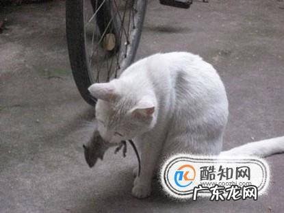 猫抓老鼠的经验