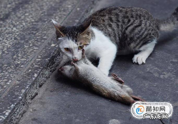 猫抓老鼠的经验