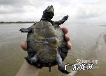 西非侧颈龟怎么养