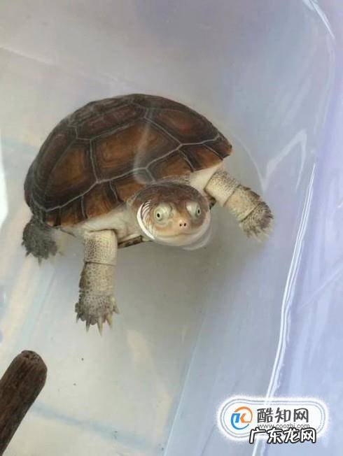 西非侧颈龟怎么养