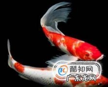 家里面养什么鱼好