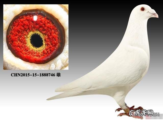 最好的白色信鸽 白色信鸽哪个品种最好
