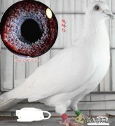最好的白色信鸽 白色信鸽哪个品种最好