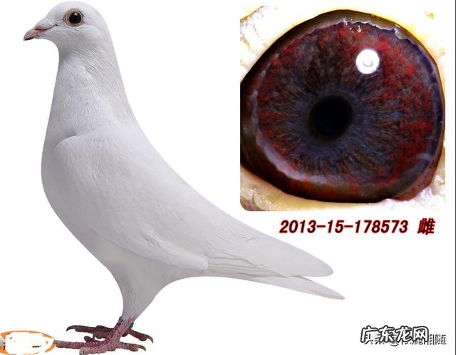 最好的白色信鸽 白色信鸽哪个品种最好