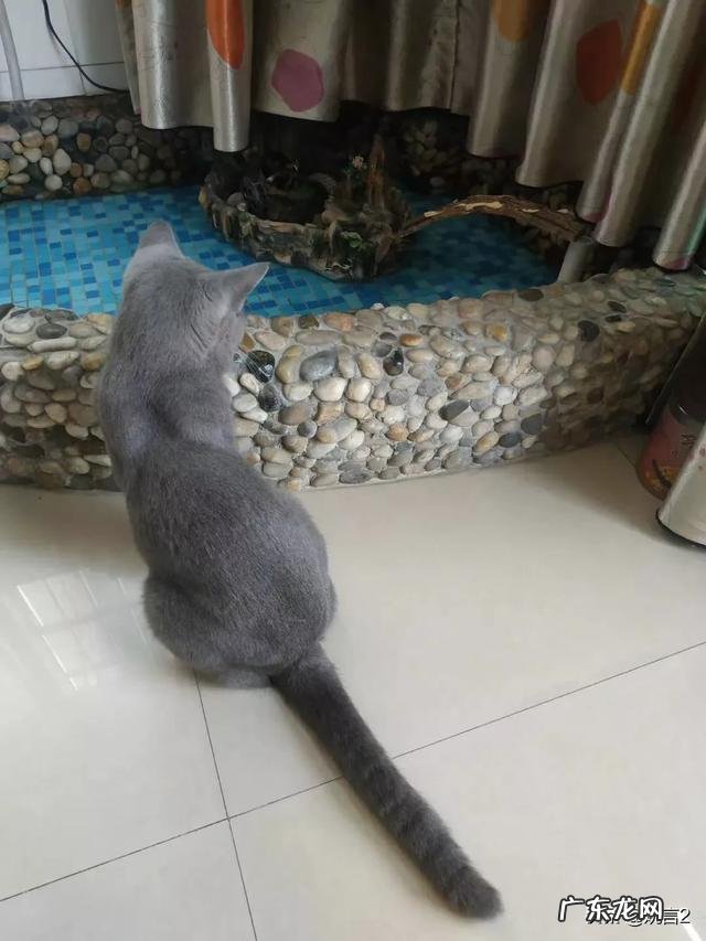 猫的相片可爱 你有没有拍到有趣的猫咪照片,分享一下