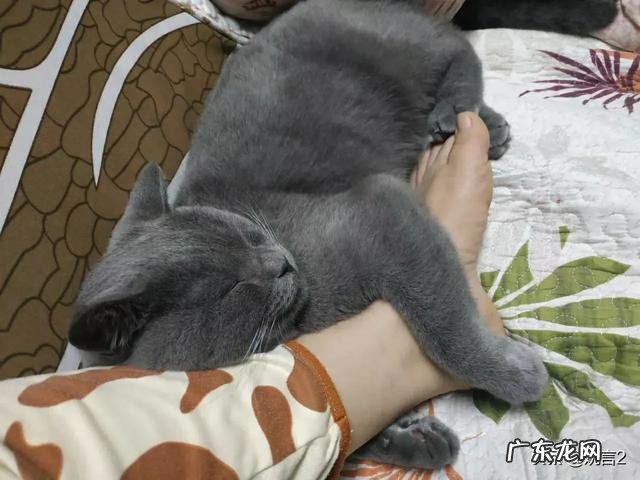 猫的相片可爱 你有没有拍到有趣的猫咪照片,分享一下