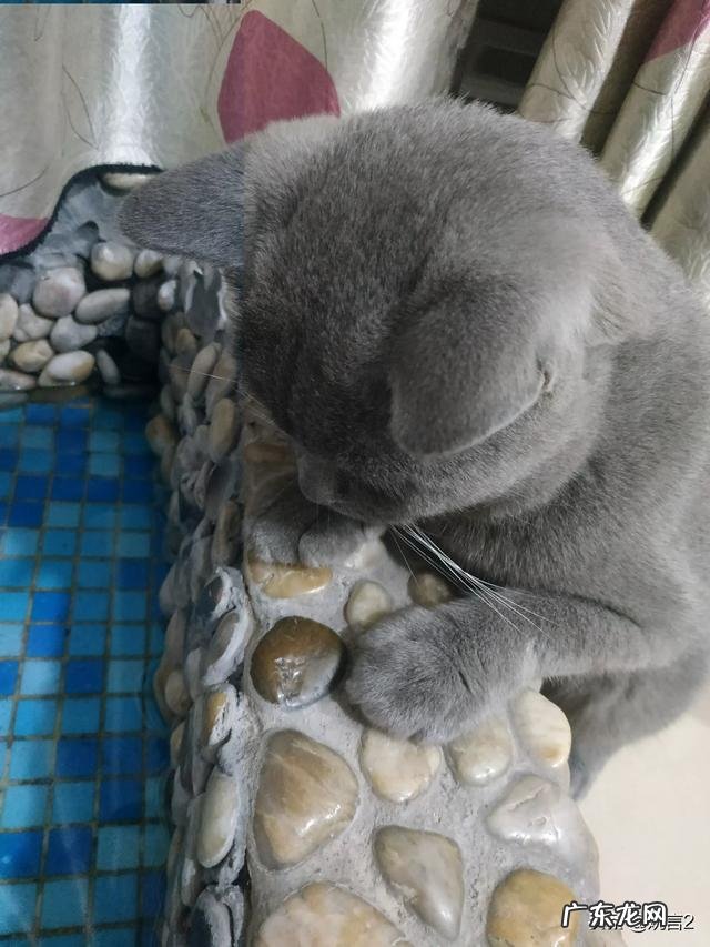 猫的相片可爱 你有没有拍到有趣的猫咪照片,分享一下