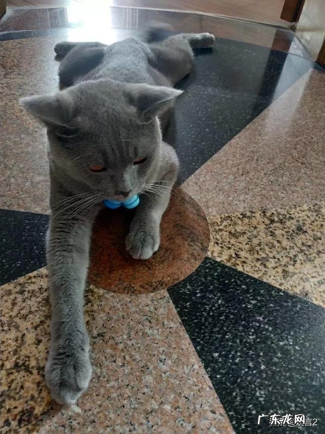 猫的相片可爱 你有没有拍到有趣的猫咪照片,分享一下