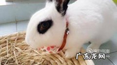 兔子避暑的方法