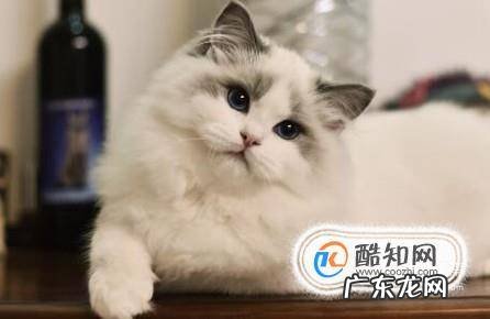 如何选择养猫还是养狗