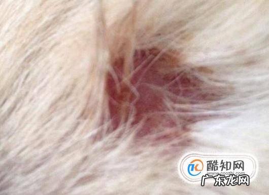 狗身上烂了生蛆怎么办