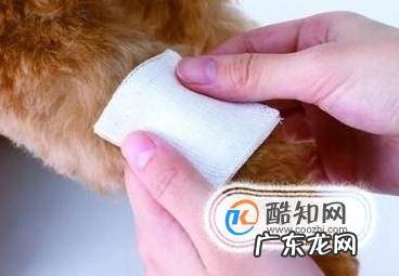 狗身上烂了生蛆怎么办