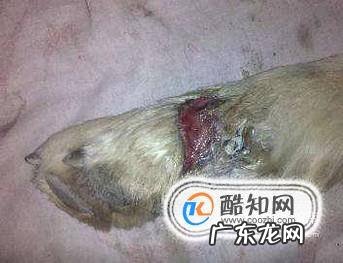 狗身上烂了生蛆怎么办