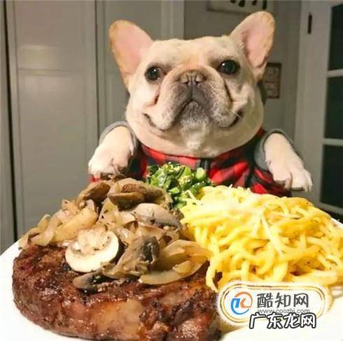 法斗犬挑食怎么办