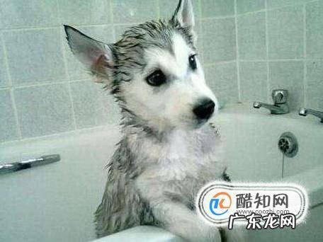 狗耳朵发炎的症状狗狗耳朵化脓阿莫西林