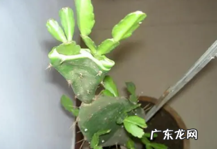 家里养量天尺好不好 量天尺好养不
