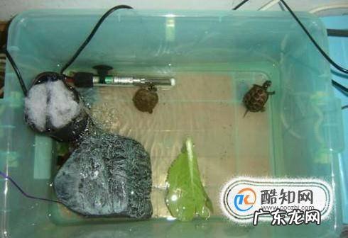 小乌龟怎么老睡觉