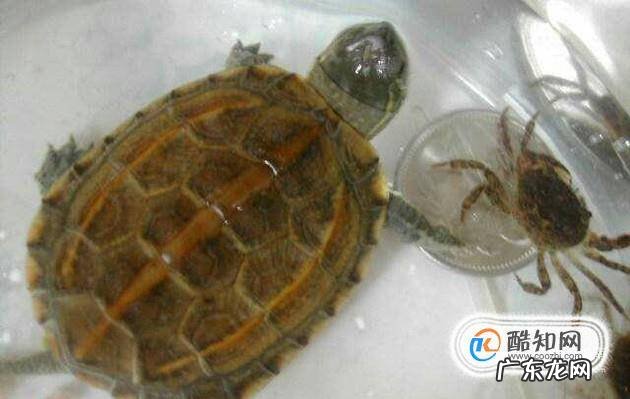 小乌龟怎么老睡觉
