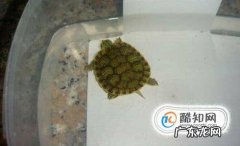 小乌龟怎么老睡觉