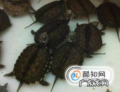 新手如何养石龟苗