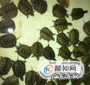 新手如何养石龟苗