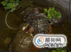 乌龟咬人怎么办