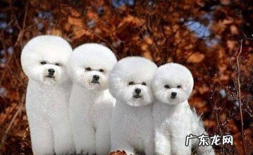 比熊语音是干什么的