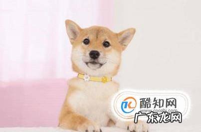 如何养好一只柴犬