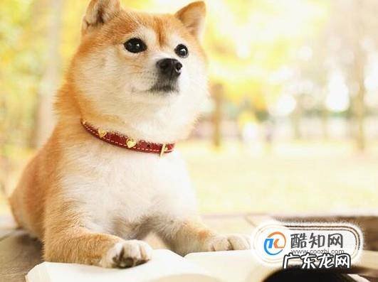 如何养好一只柴犬