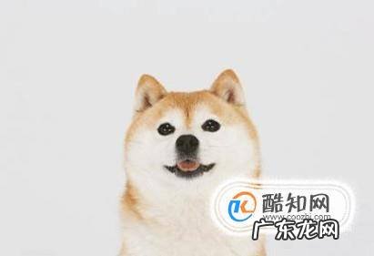 如何养好一只柴犬