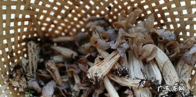 炒豆壳菌的家常做法
