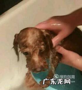 泰迪洗澡全攻略