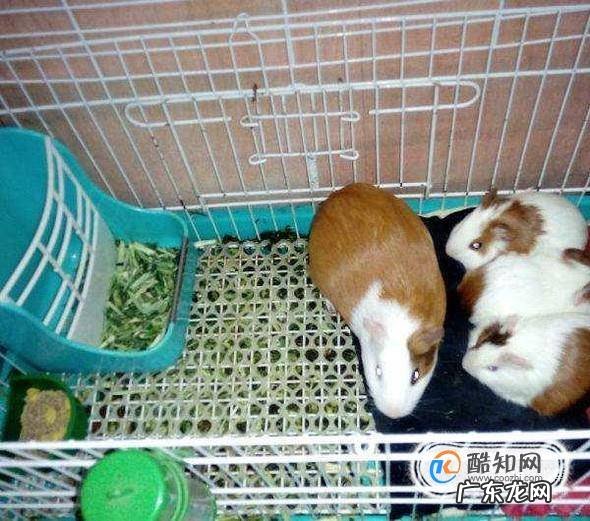 荷兰猪夏天要注意什么怎样度过
