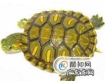 巴西龟的饲养方法