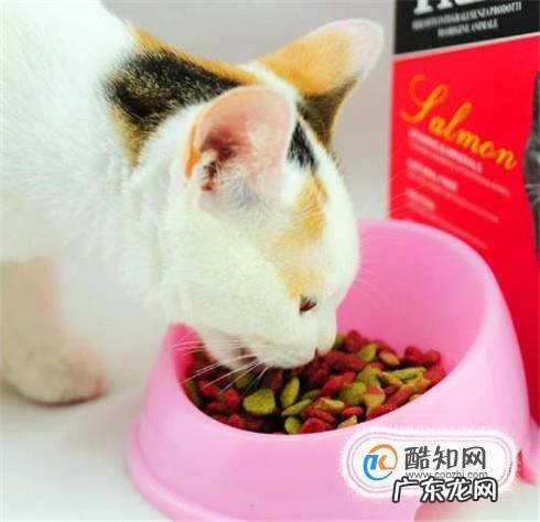 怎样给小猫喂猫粮一点经验